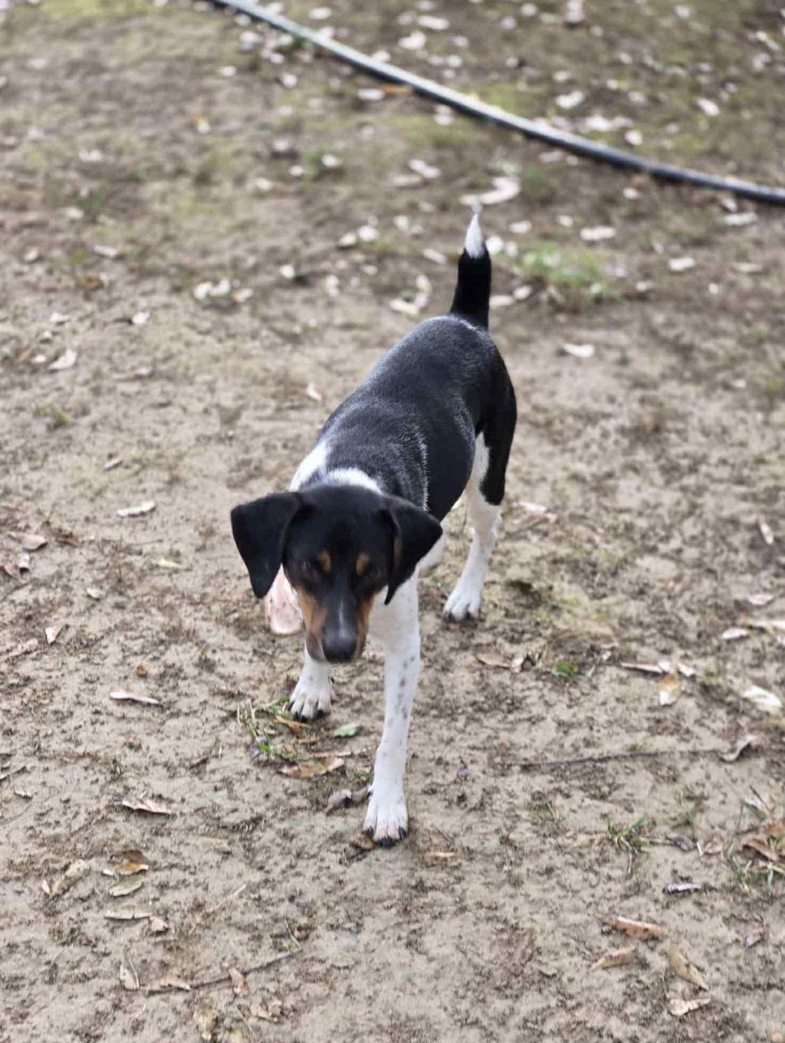 Enlarge Buddy, a Adopted mixed breed in Oakhurst, NJ image 2/3