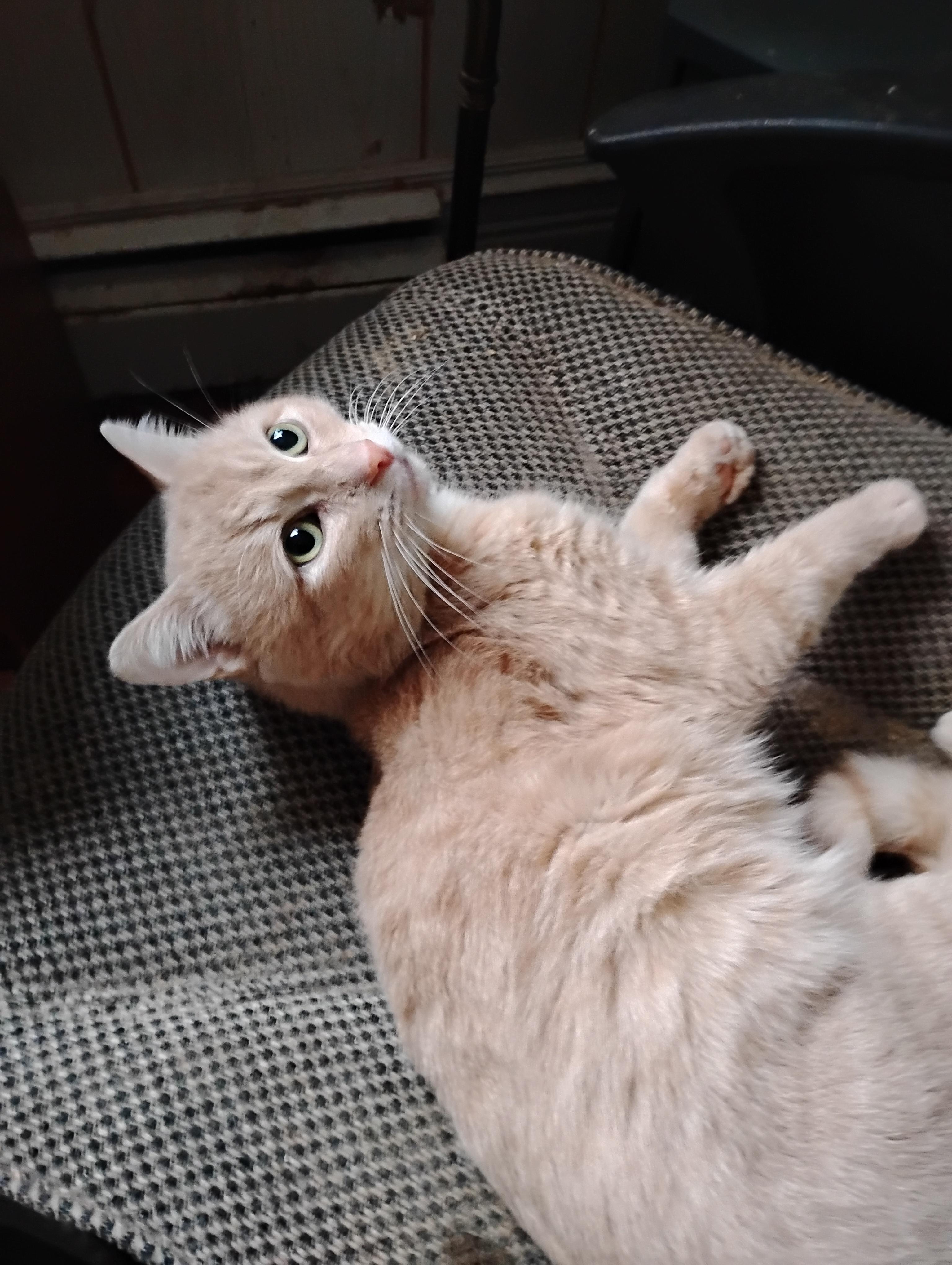 Enlarge Simba, a ADOPTABLE Domestic Short Hair in Springfield, MA image 3/3