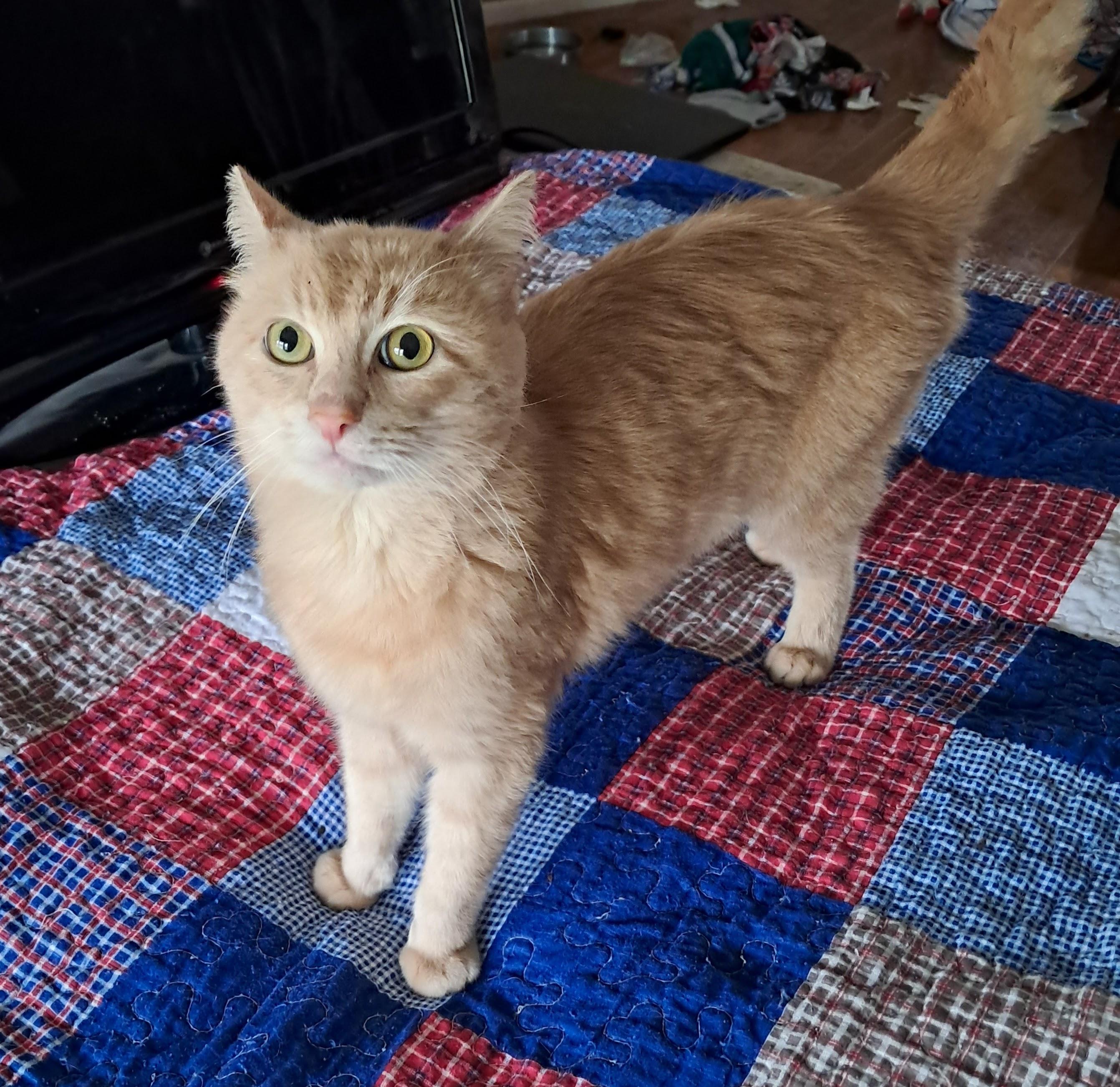 Enlarge Simba, a ADOPTABLE Domestic Short Hair in Springfield, MA image 1/3