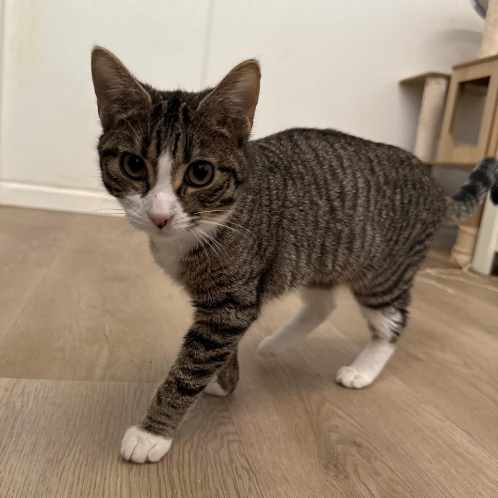 Dylan, a Adoptable Domestic Short Hair in Brea, CA image 2/5