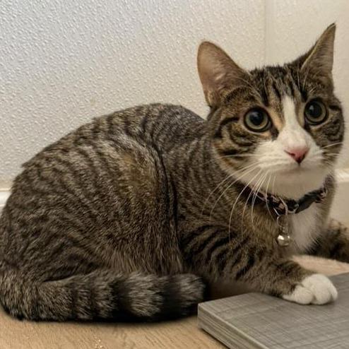 Dylan, a Adoptable Domestic Short Hair in Brea, CA image 2/5