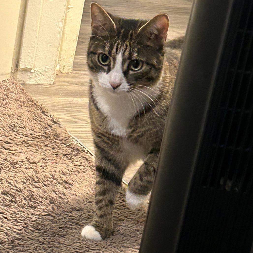 Enlarge Dylan, a Adoptable Domestic Short Hair in Brea, CA image 3/6