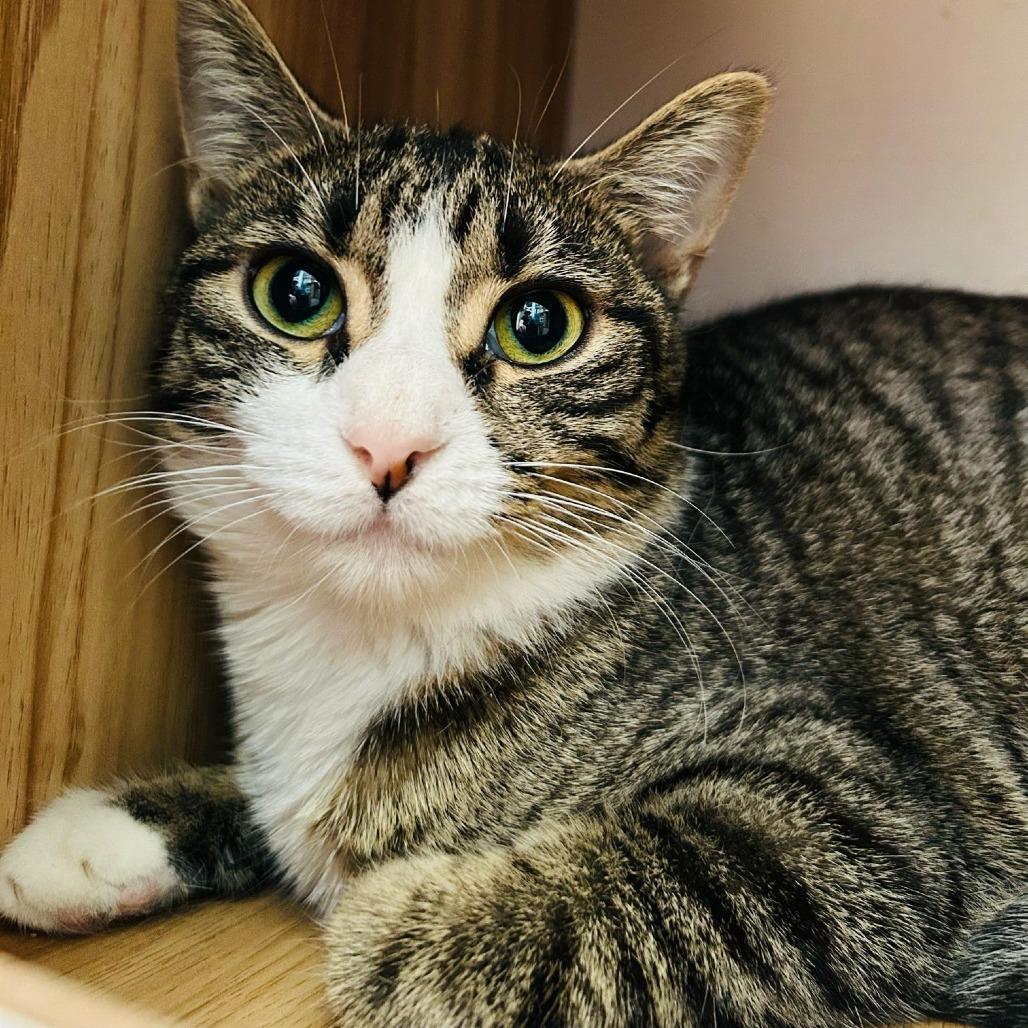 Dylan, a Adoptable Domestic Short Hair in Brea, CA image 3/5