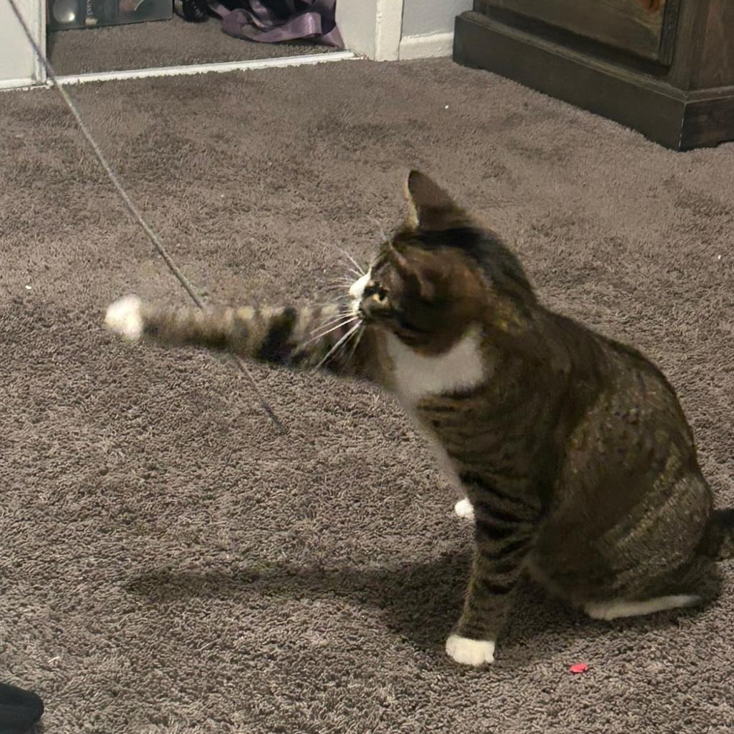 Enlarge Dylan, a Adoptable Domestic Short Hair in Brea, CA image 3/6