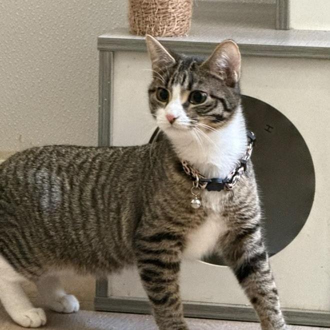 Dylan, a Adoptable Domestic Short Hair in Brea, CA image 4/5