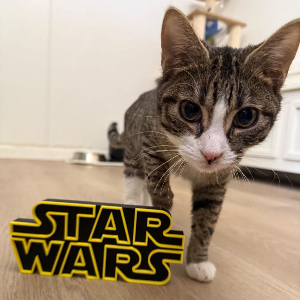 Dylan, a Adoptable Domestic Short Hair in Brea, CA image 5/5