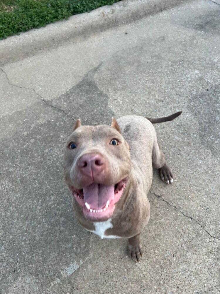 Orlando, a Adoptable mixed breed in Dover, AR image 1/6