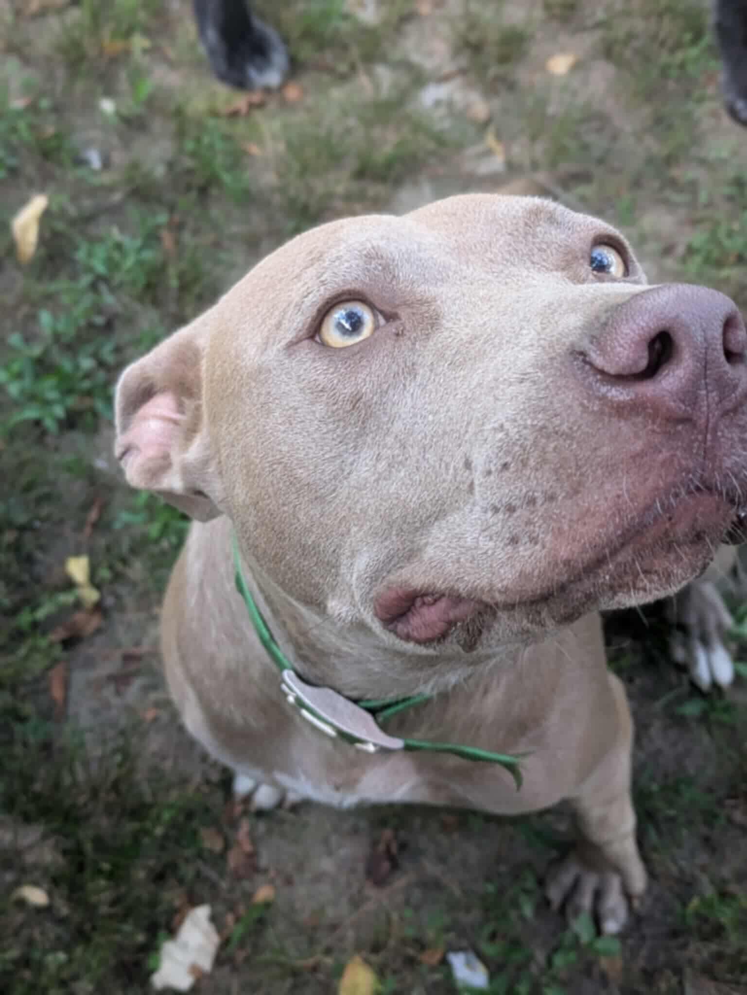 Orlando, a Adoptable mixed breed in Dover, AR image 2/6