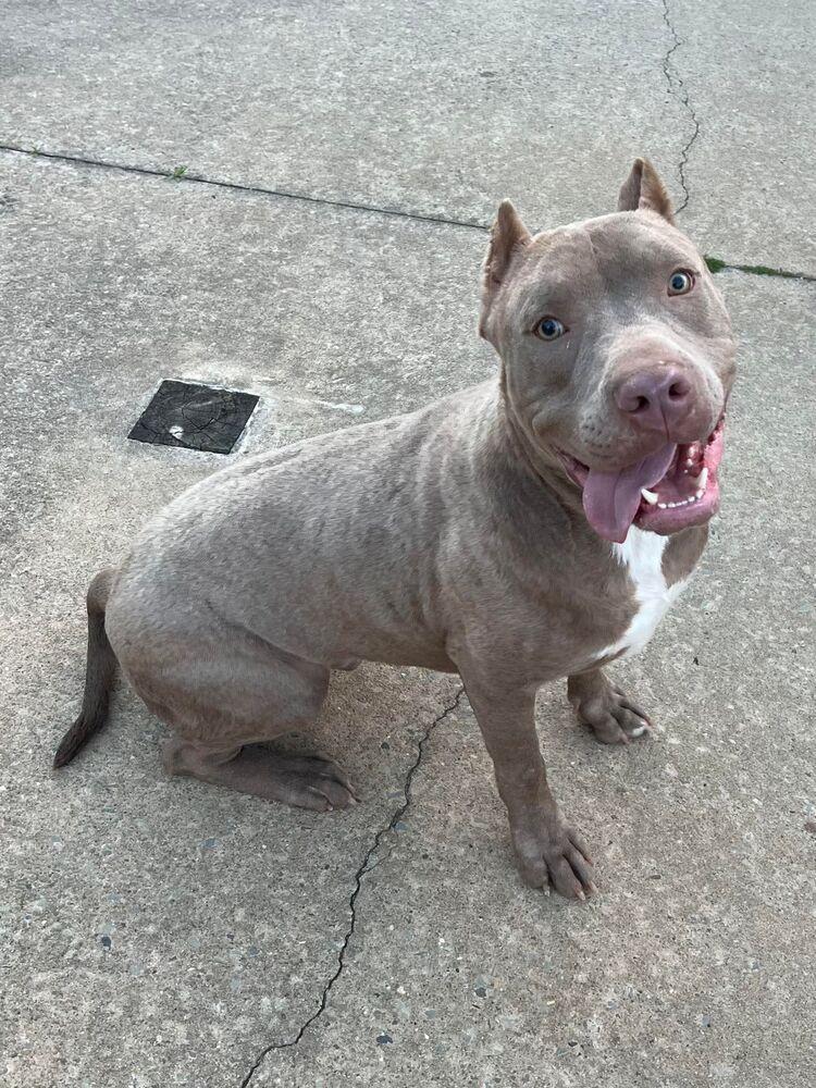 Orlando, Adoptable, Young Male Pit Bull Terrier.