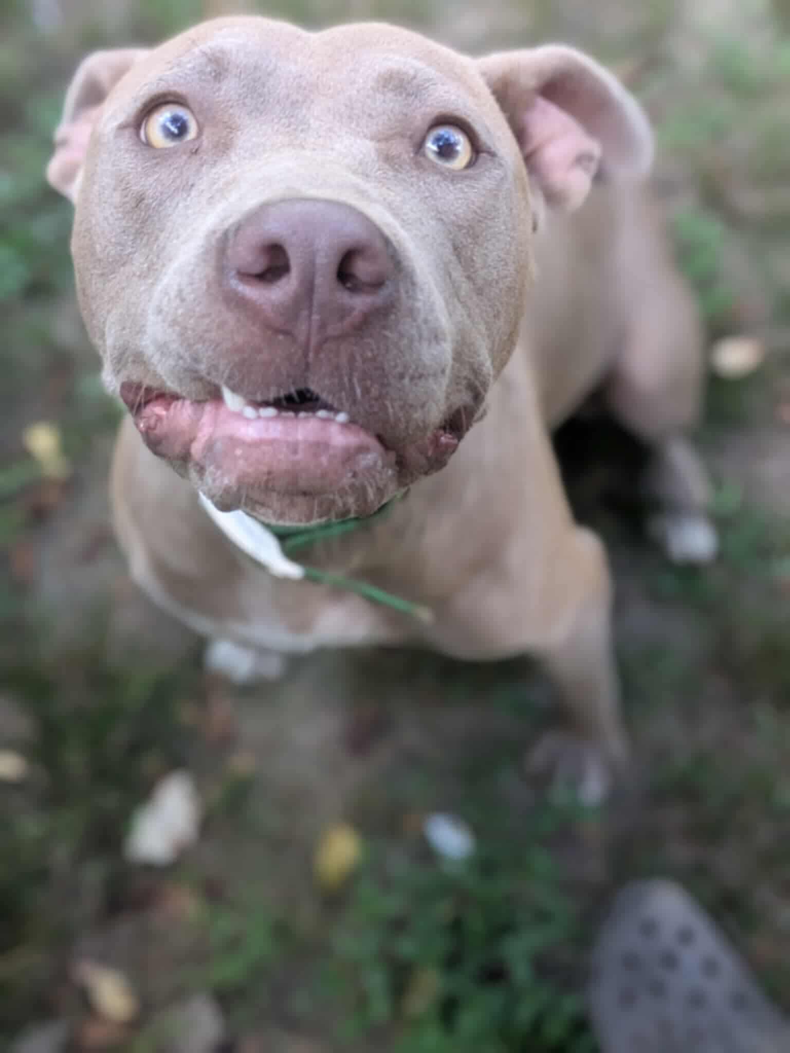 Orlando, a Adoptable mixed breed in Dover, AR image 3/6