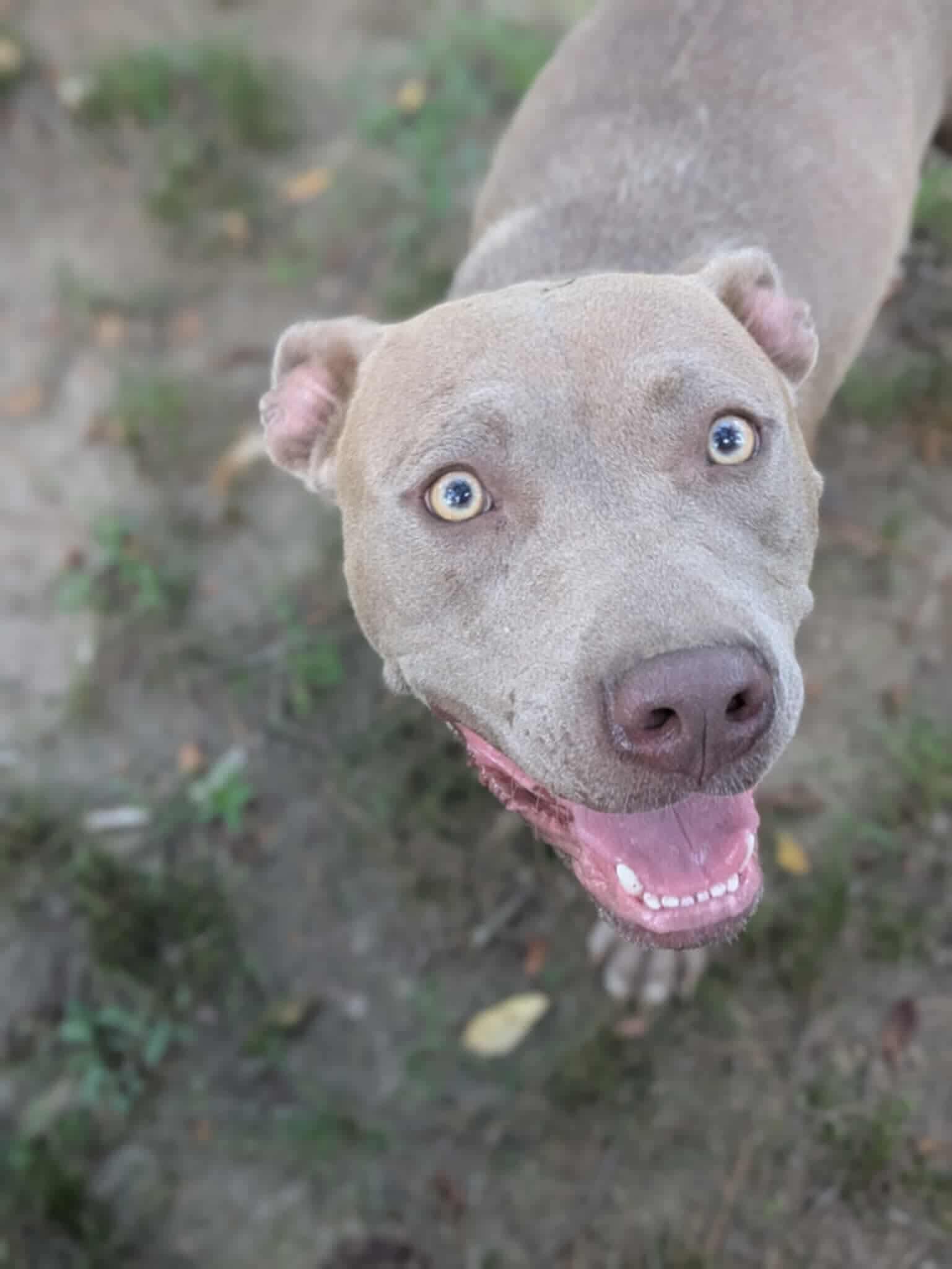 Orlando, a Adoptable mixed breed in Dover, AR image 5/6