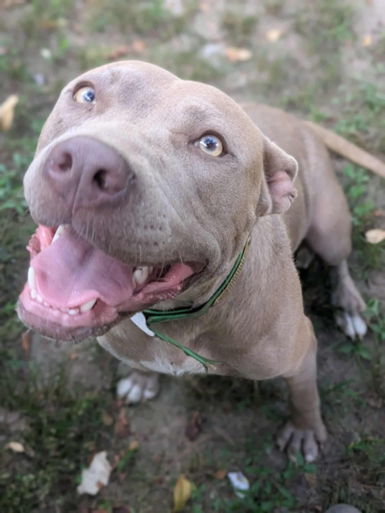 Orlando, a Adoptable mixed breed in Dover, AR image 6/6