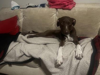 Prospero-IN FOSTER, Adoptable, Young Male Mixed Breed & Mixed Breed.