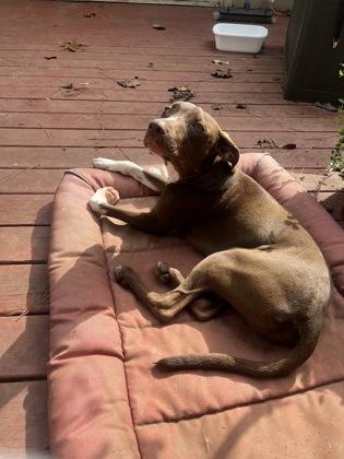 Enlarge Prospero-IN FOSTER, a Adoptable Mixed Breed in Chamblee, GA image 2/3