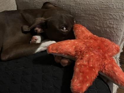 Prospero-IN FOSTER, Adoptable, Young Male Mixed Breed & Mixed Breed.