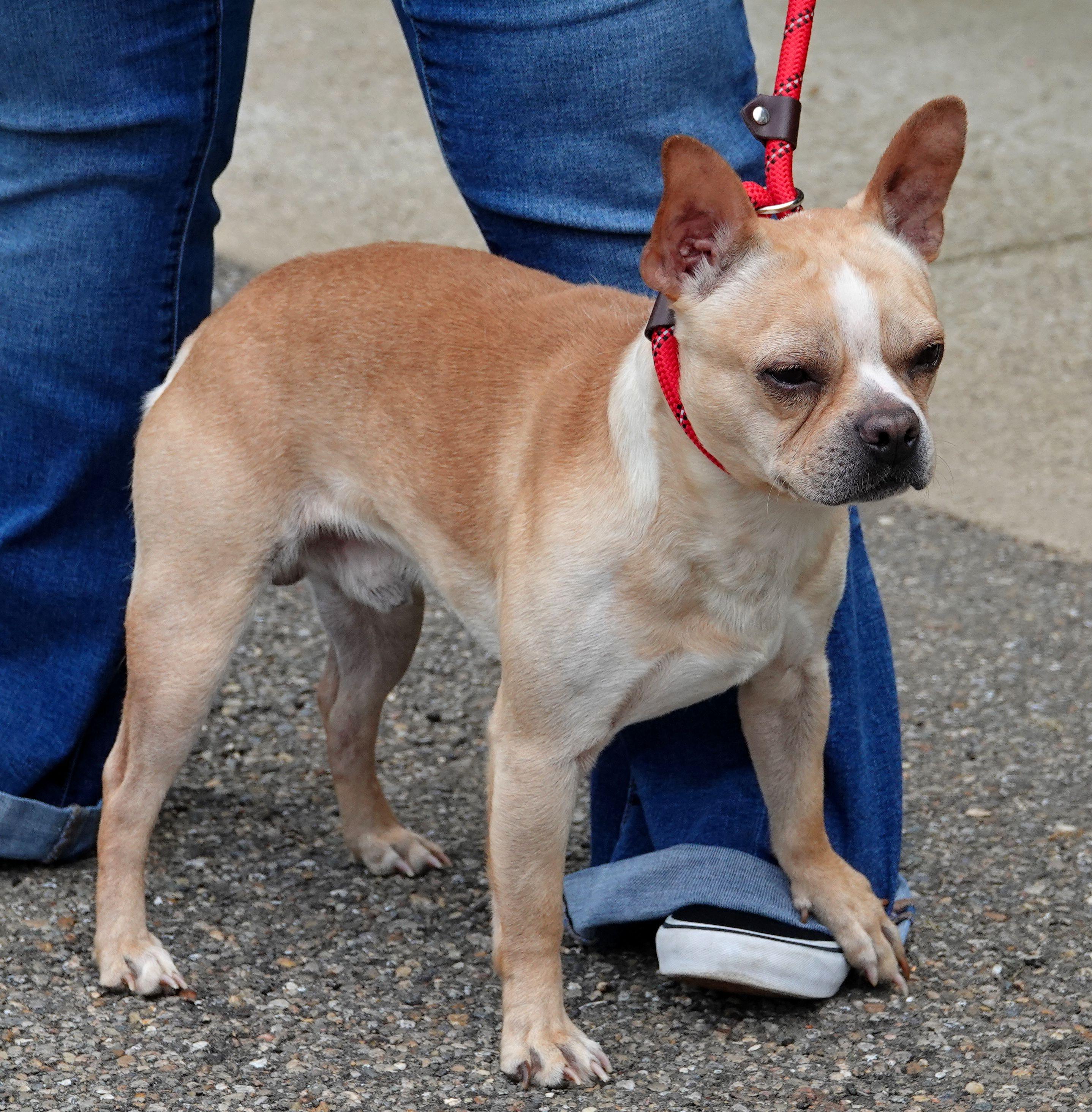 Enlarge Poogie - ADOPTED , an adopted mixed breed in Millfield, OH image 3/4