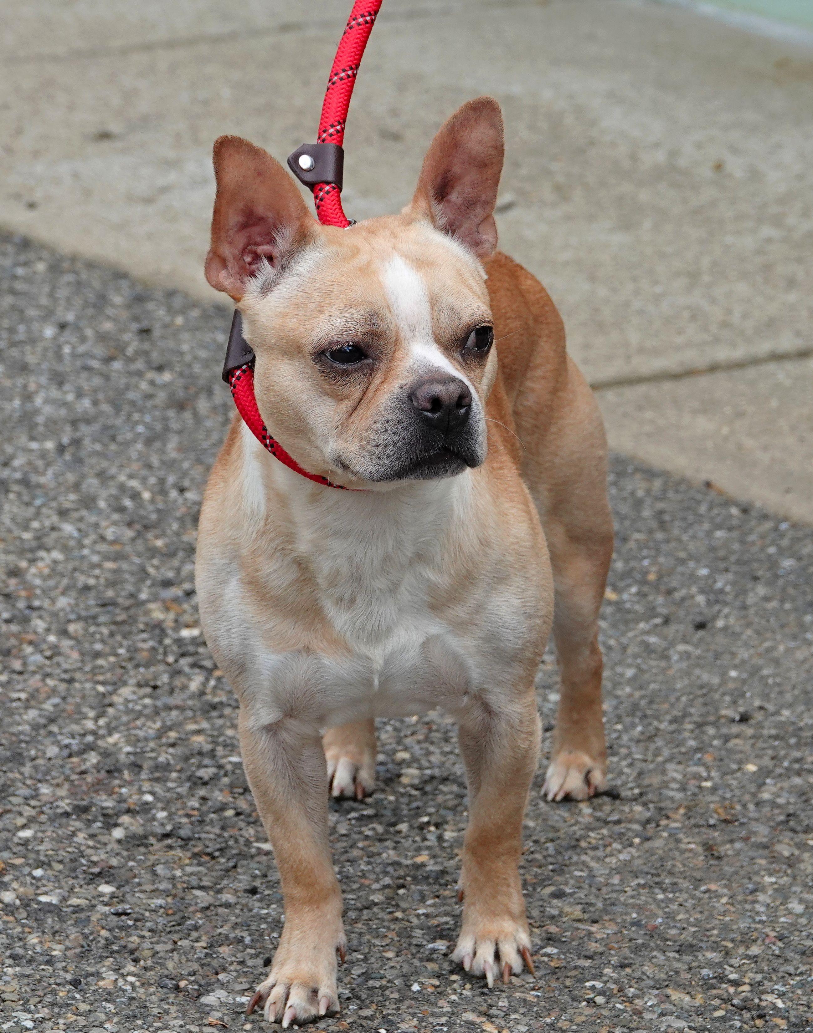 Enlarge Poogie - ADOPTED , an adopted mixed breed in Millfield, OH image 4/4