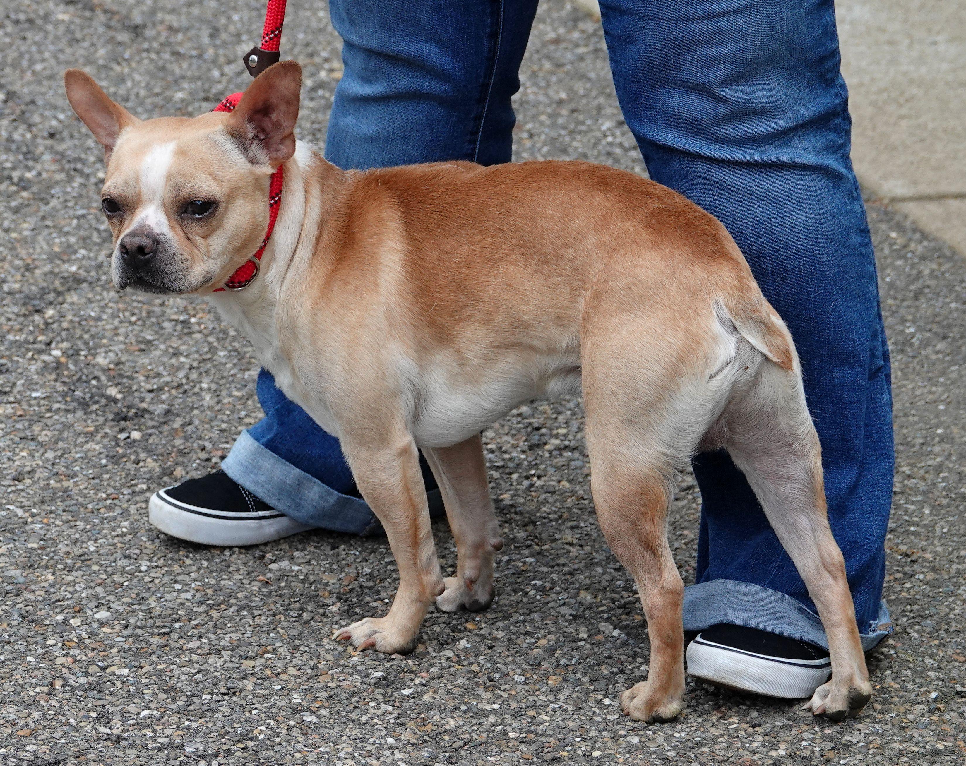 Enlarge Poogie - ADOPTED , an adopted mixed breed in Millfield, OH image 2/4