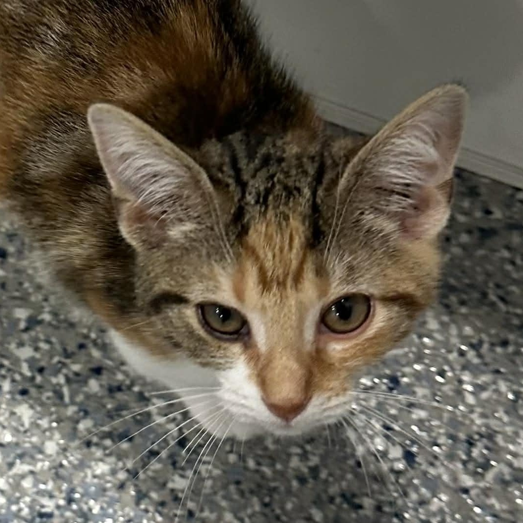 Enlarge Truffle, a ADOPTABLE American Shorthair in Danbury, CT image 3/3