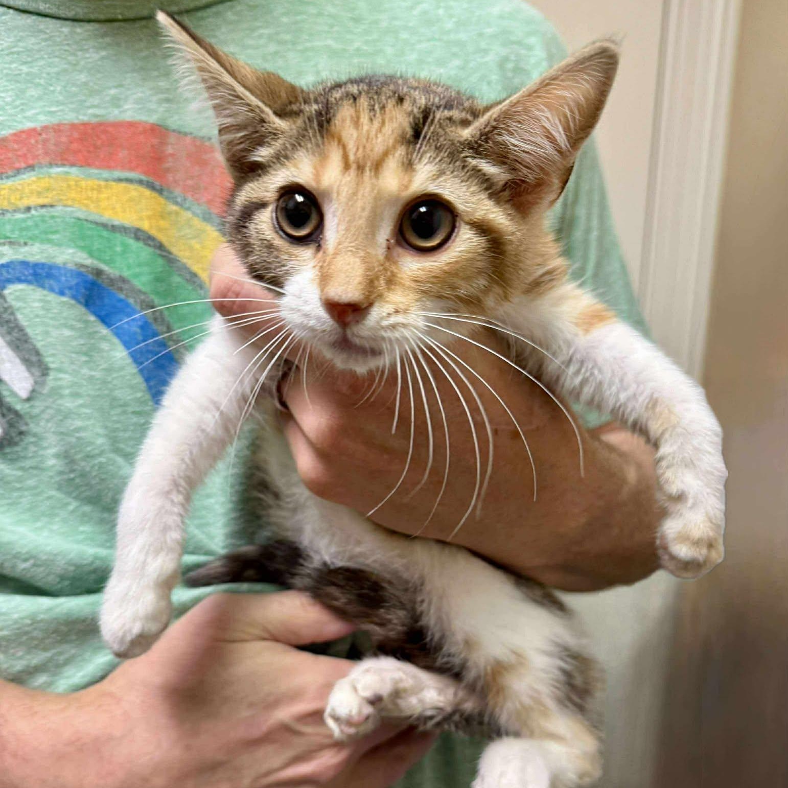 Truffle, ADOPTABLE, Kitten Female American Shorthair.