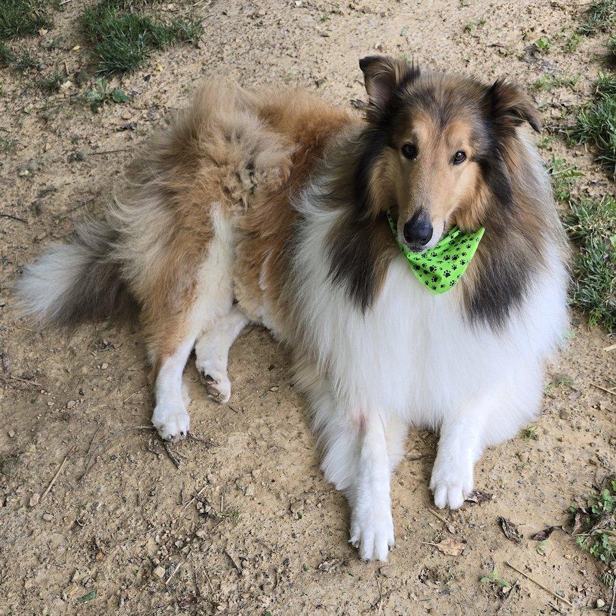 Enlarge Duke, a Adopted Collie in Dublin, OH image 1/3