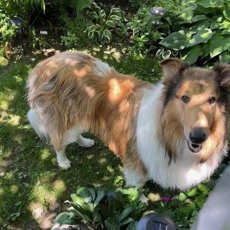Enlarge Duke, a Adopted Collie in Dublin, OH image 2/3