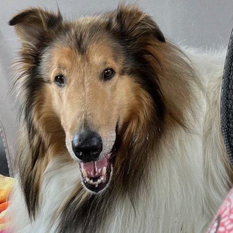 Enlarge Duke, a Adopted Collie in Dublin, OH image 3/3