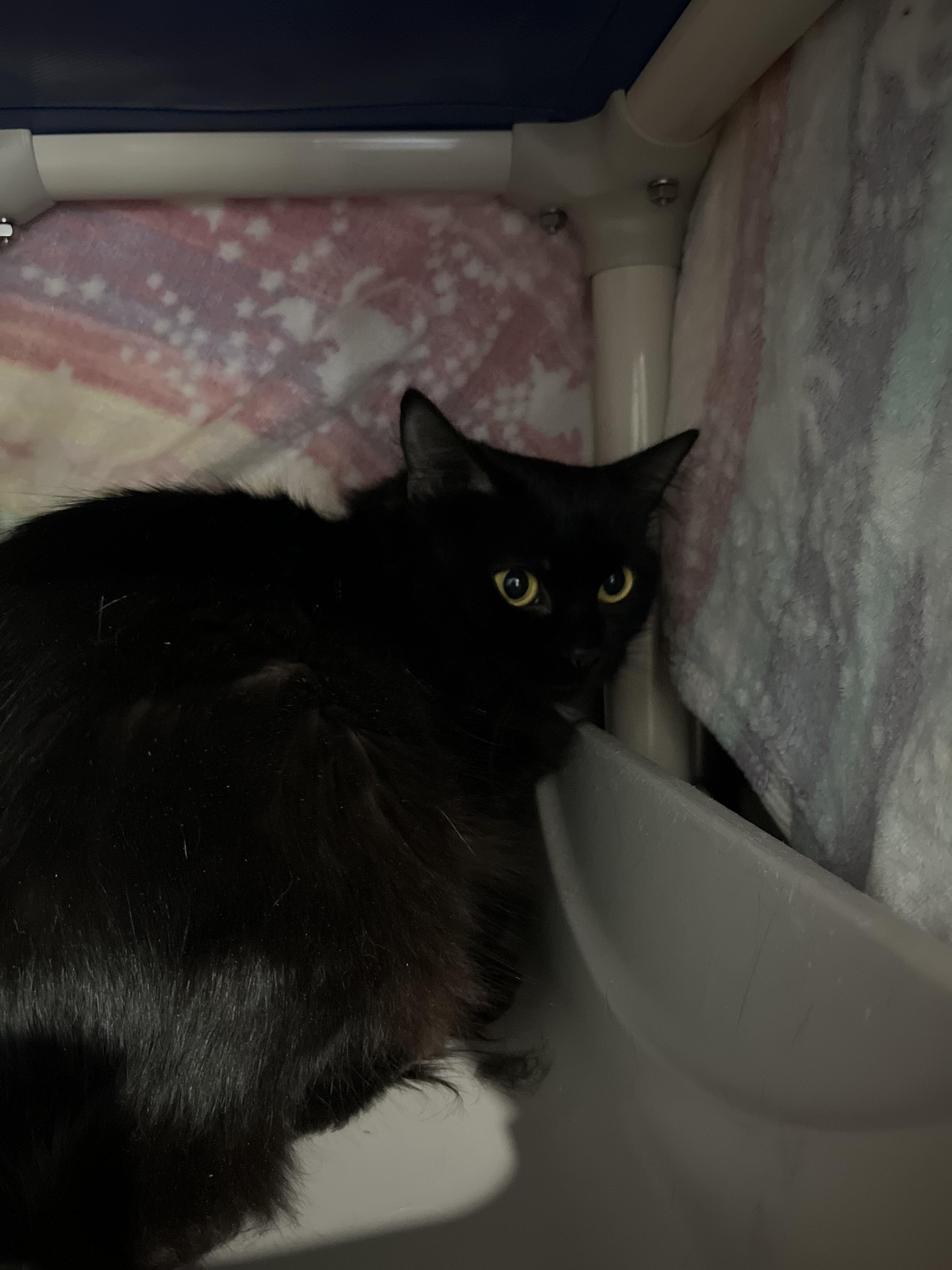 Enlarge Licorice (Working Cat), a ADOPTABLE Domestic Medium Hair in Blackstone, MA image 3/4