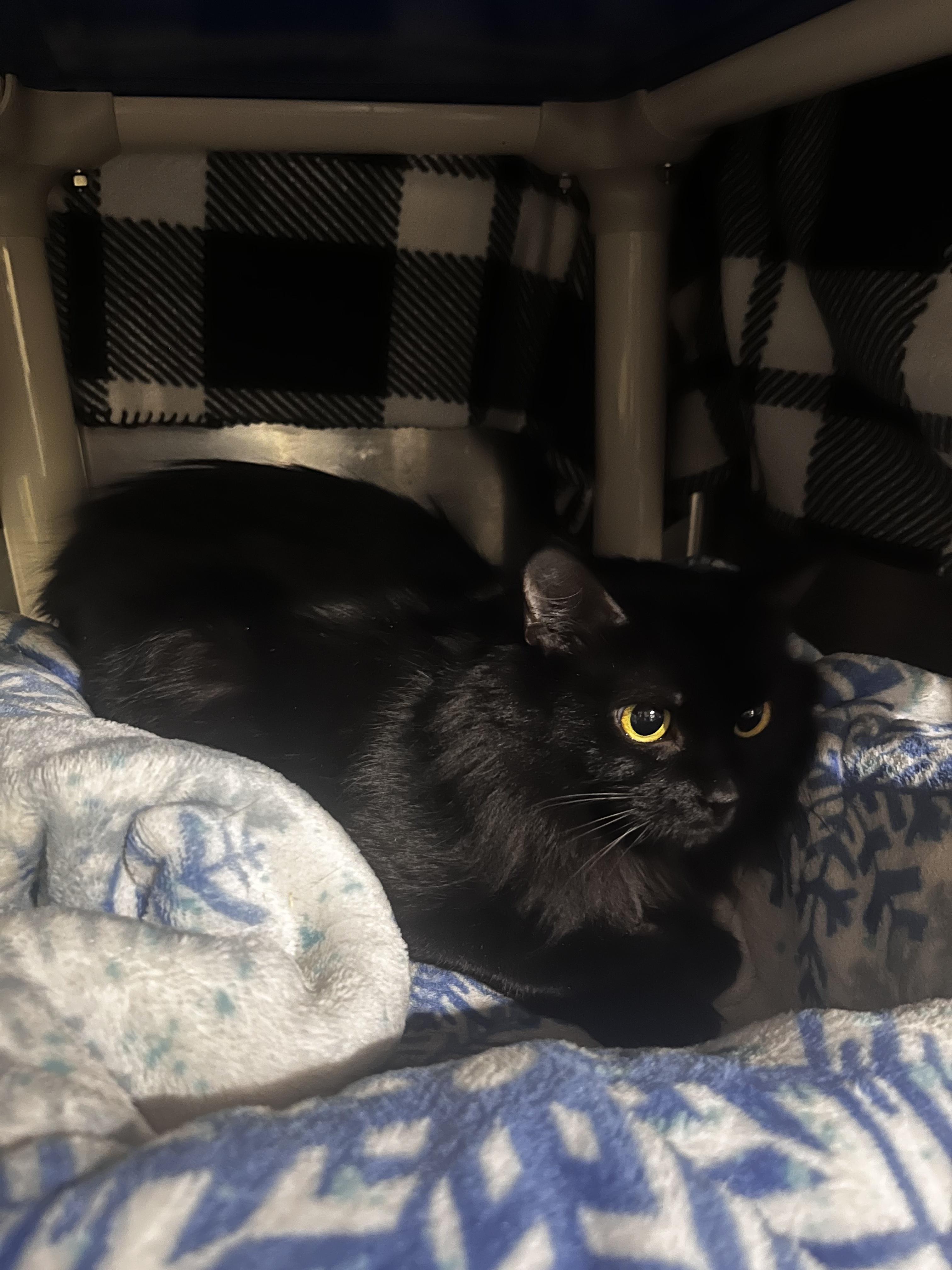 Enlarge Licorice (Working Cat), a ADOPTABLE Domestic Medium Hair in Blackstone, MA image 2/4