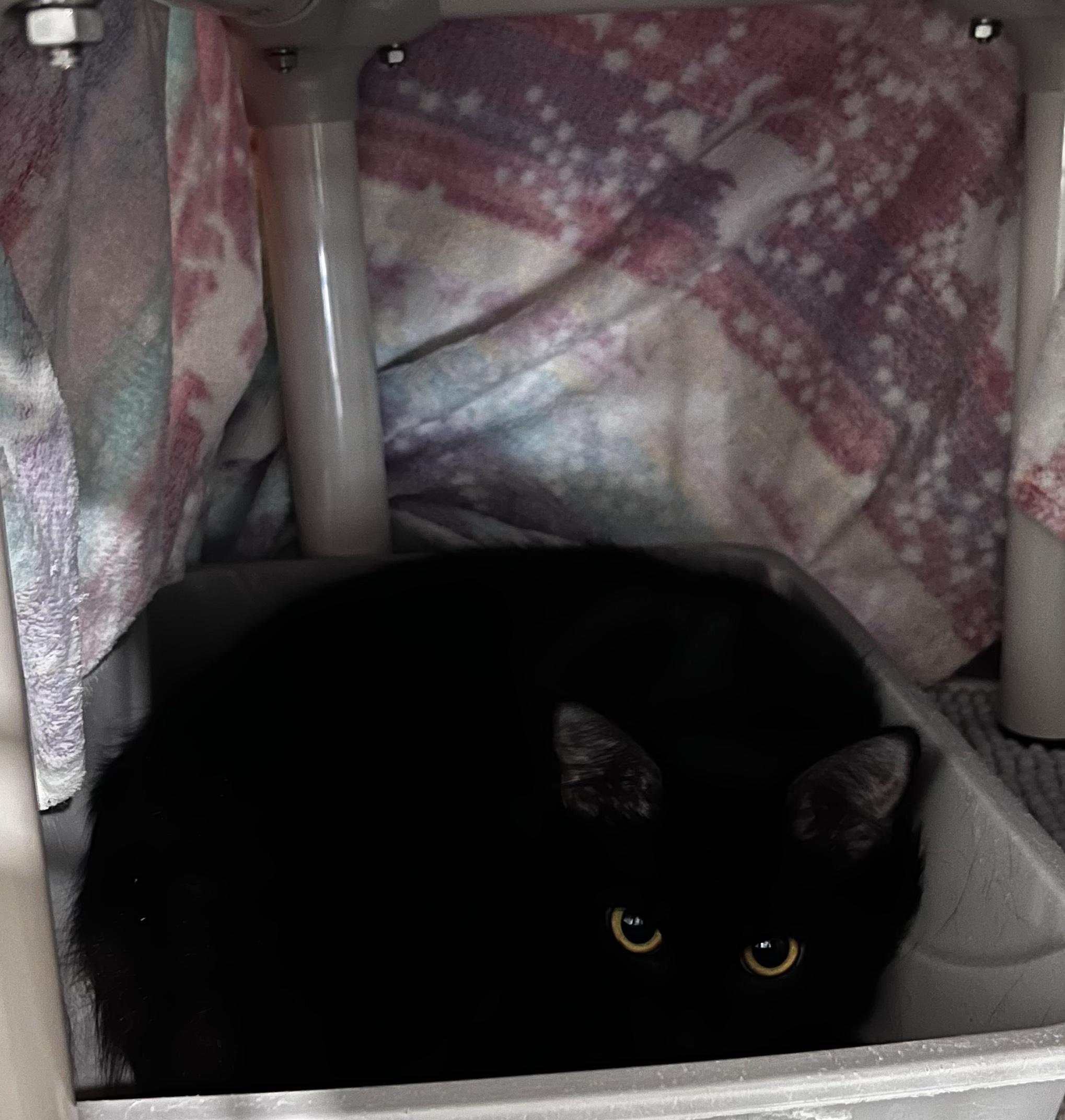 Enlarge Licorice (Working Cat), a ADOPTABLE Domestic Medium Hair in Blackstone, MA image 4/4