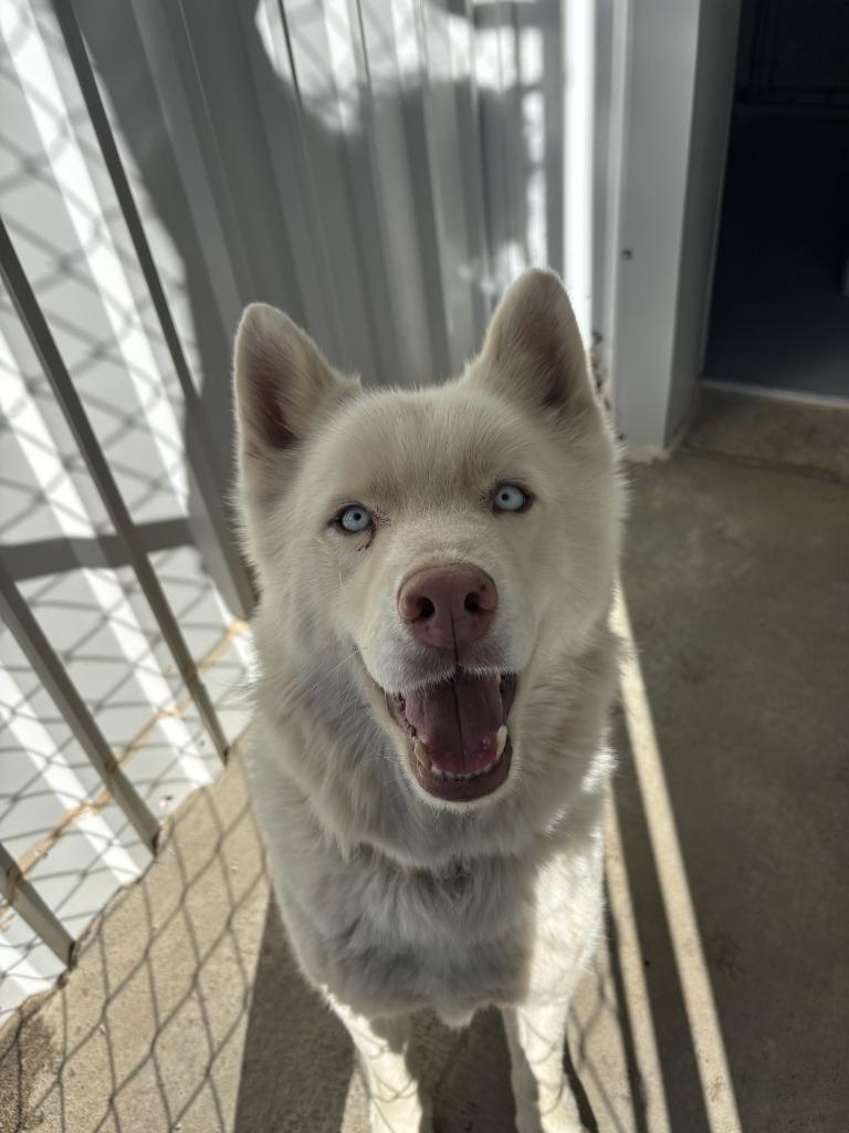 Crew, Adoptable, Adult Male Husky.