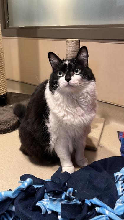 Luna, a Adoptable mixed breed in Quakertown, PA image 2/3
