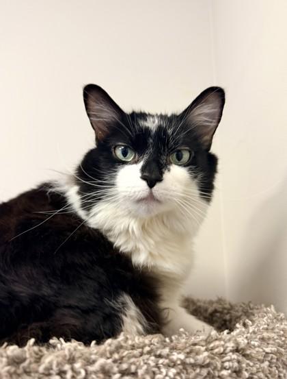 Enlarge Luna, a Adoptable mixed breed in Quakertown, PA image 2/2