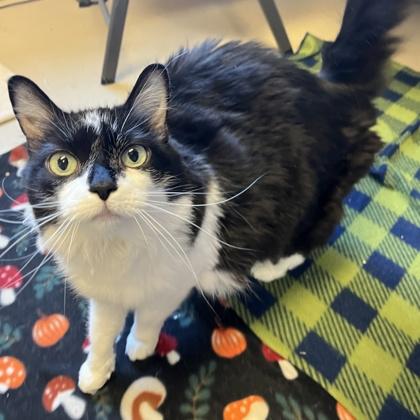 Enlarge Luna, a Adoptable mixed breed in Quakertown, PA image 2/3