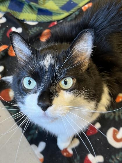 Enlarge Luna, a Adoptable mixed breed in Quakertown, PA image 3/3