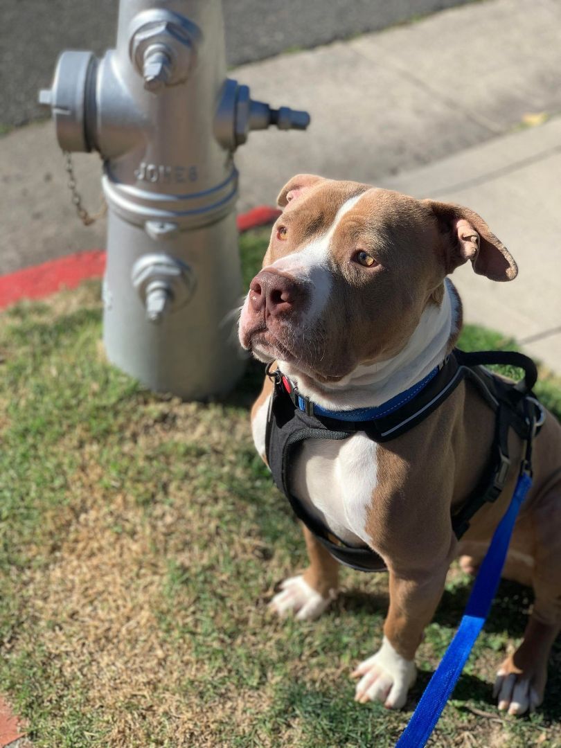 Enlarge Drummer the Dream Boat! , a Adoptable American Staffordshire Terrier in Topanga, CA image 1/3
