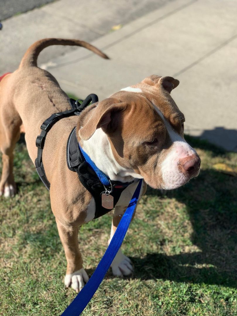 Enlarge Drummer the Dream Boat! , a Adoptable American Staffordshire Terrier in Topanga, CA image 2/3