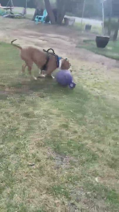 Enlarge Drummer the Dream Boat! , a Adoptable American Staffordshire Terrier in Topanga, CA video 3/3