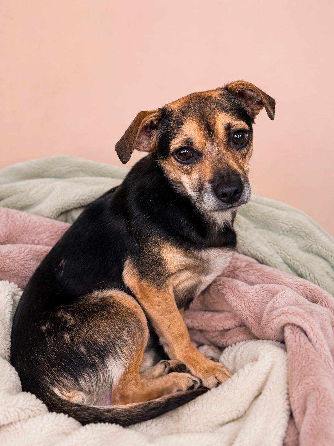 Darwin 4769, adoptable, Adult Male Chihuahua.