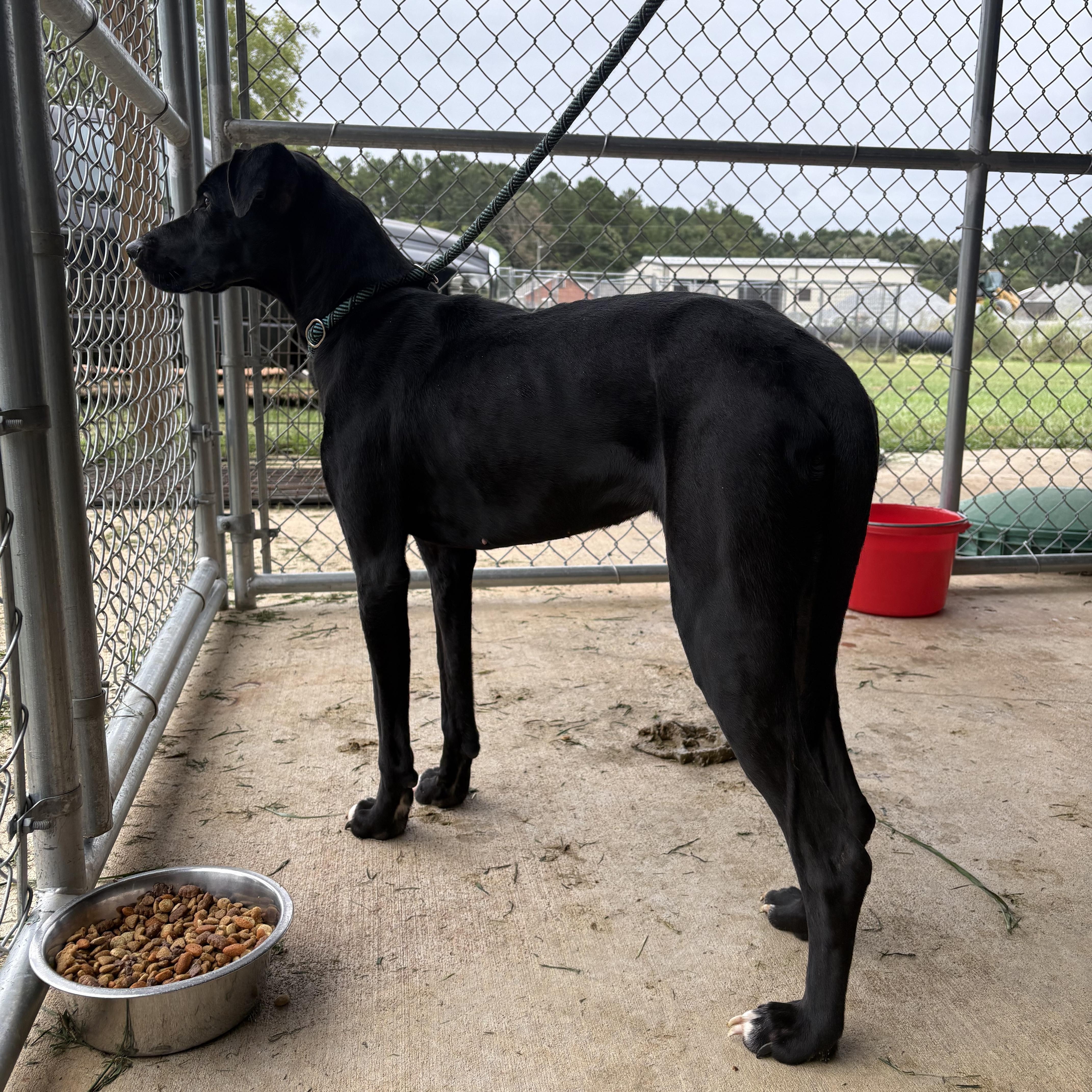 Cookie, Adoptable, Young Female Black Labrador Retriever & Great Dane.