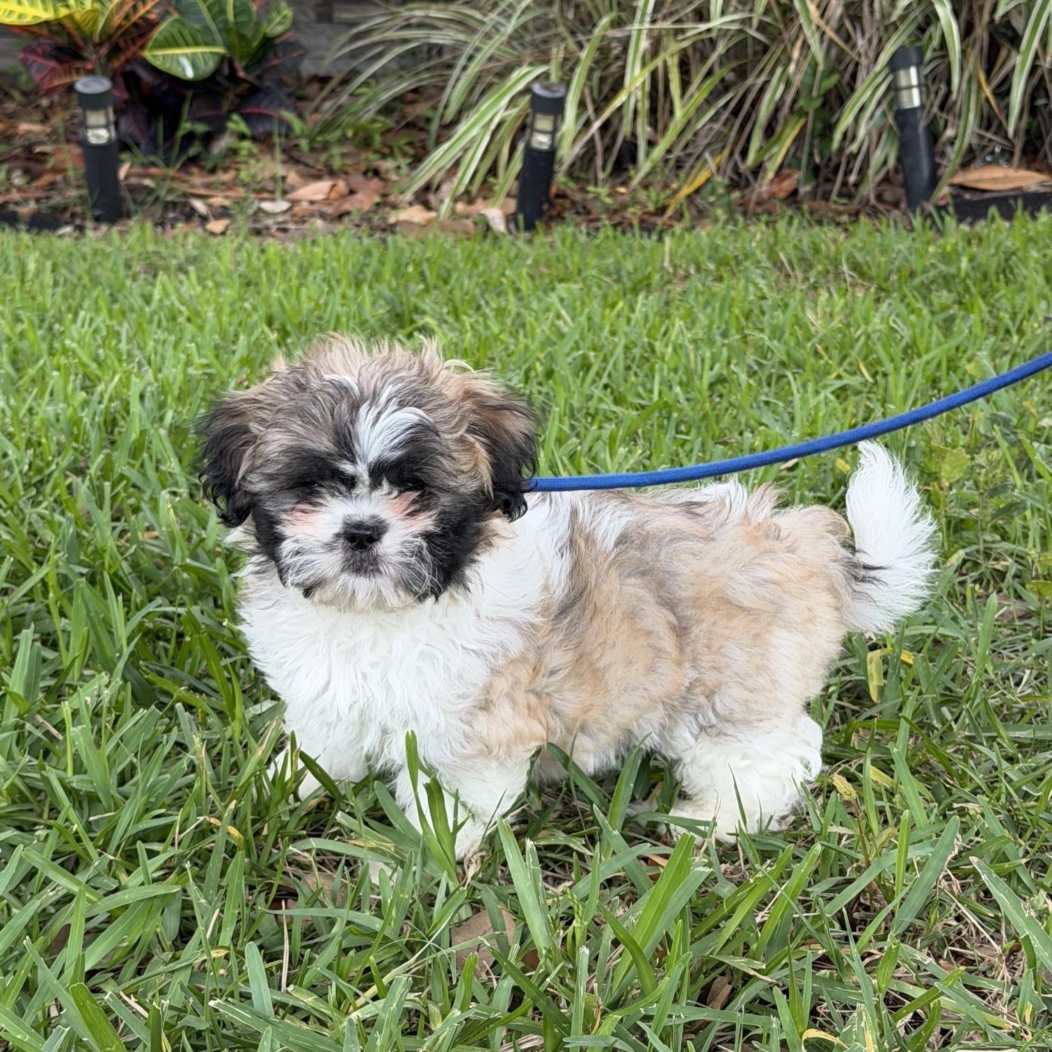 Arlo, an adoptable Shih Tzu in Orlando, FL image 6/6