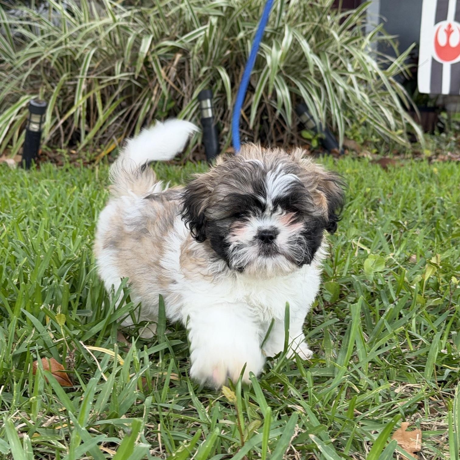 Arlo, an adoptable Shih Tzu in Orlando, FL image 3/6