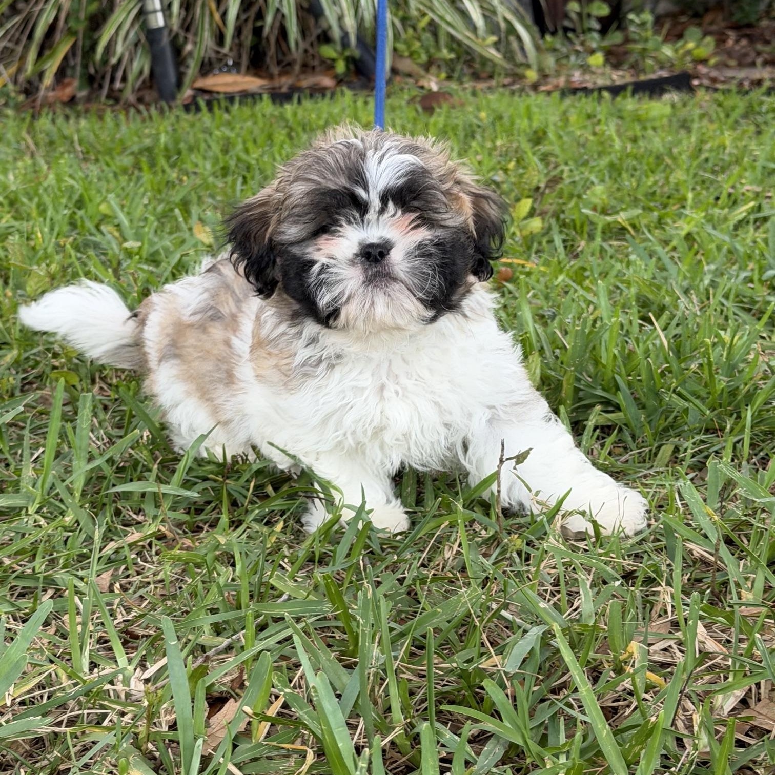 Arlo, an adoptable Shih Tzu in Orlando, FL image 2/6