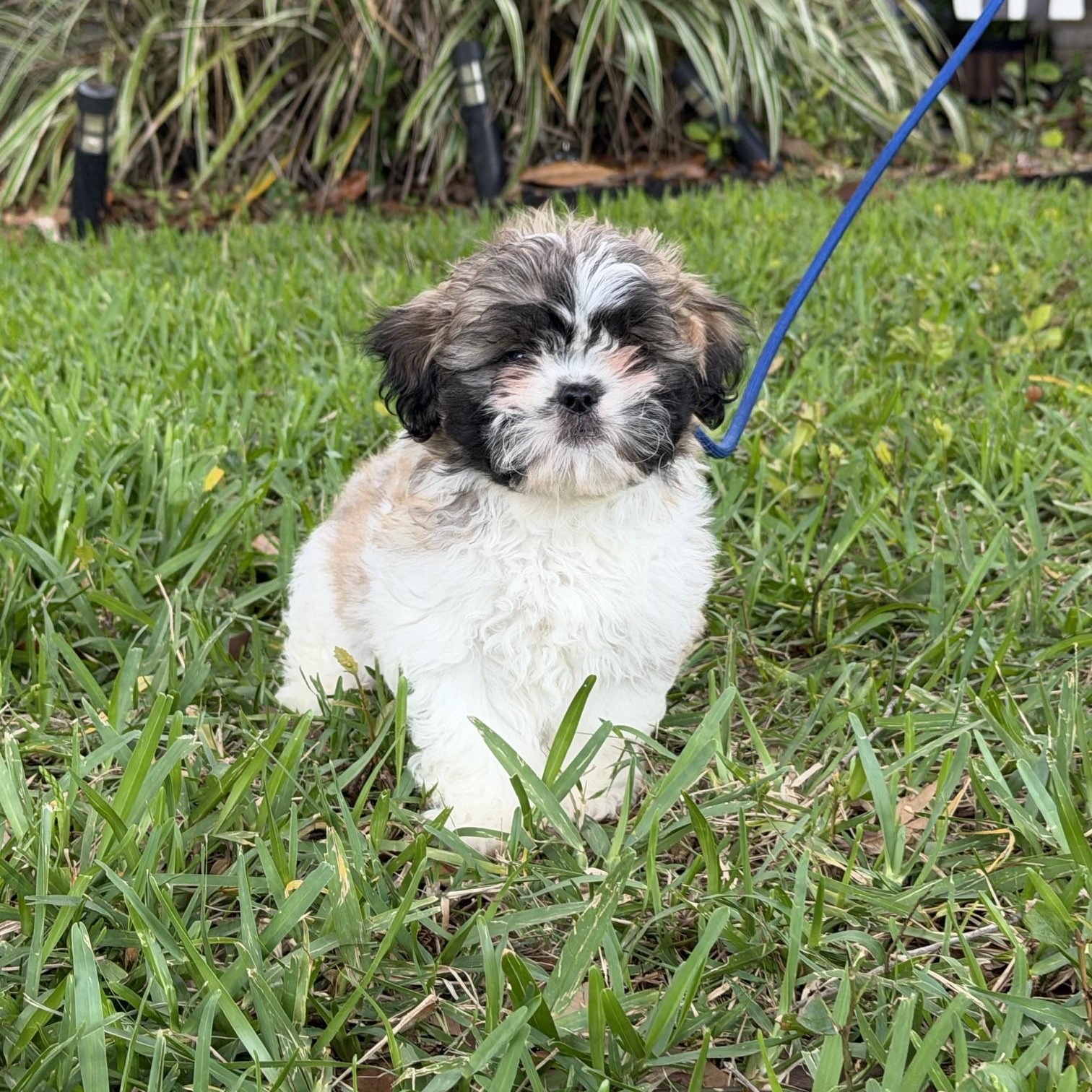 Arlo, an adoptable Shih Tzu in Orlando, FL image 4/6
