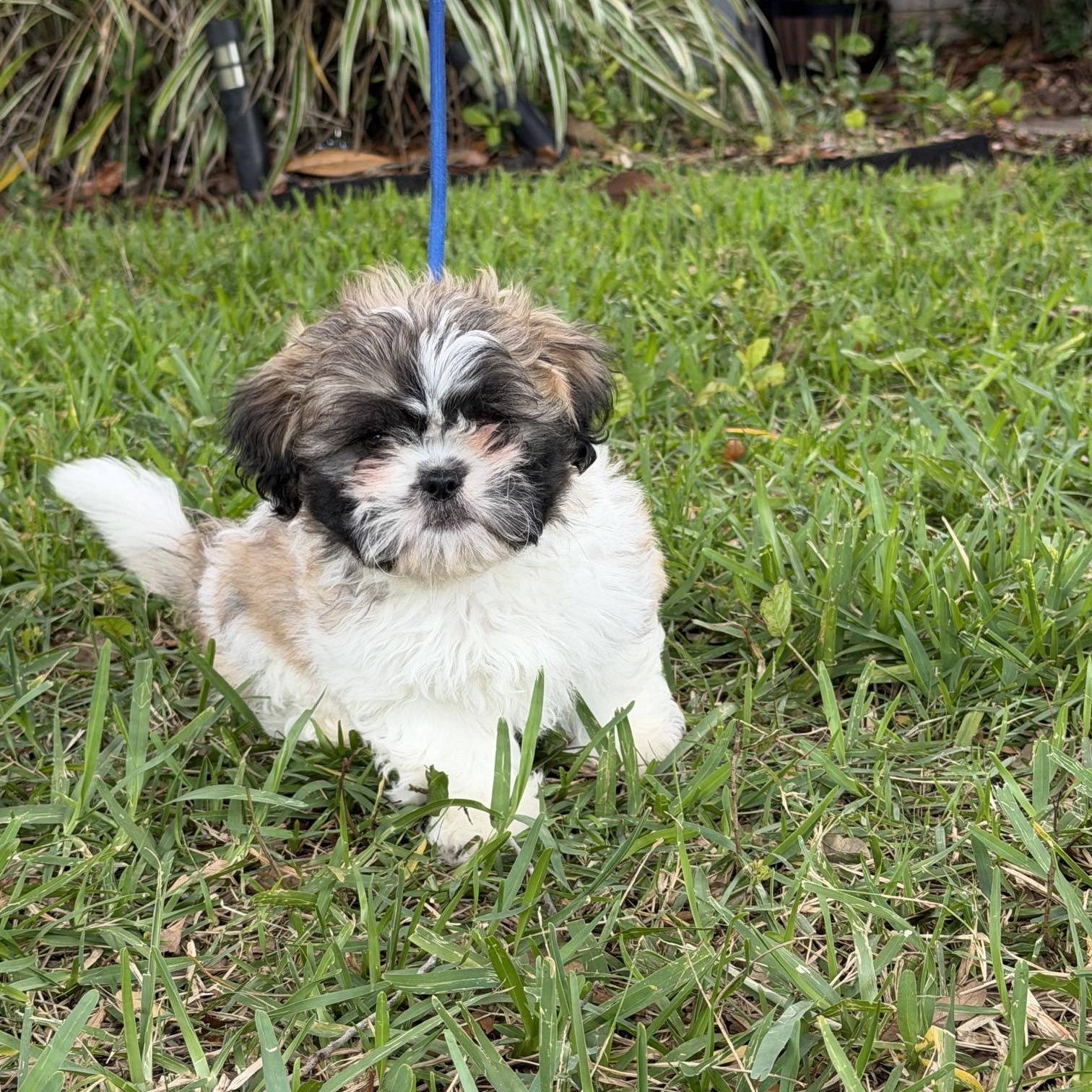 Arlo, an adoptable Shih Tzu in Orlando, FL image 5/6
