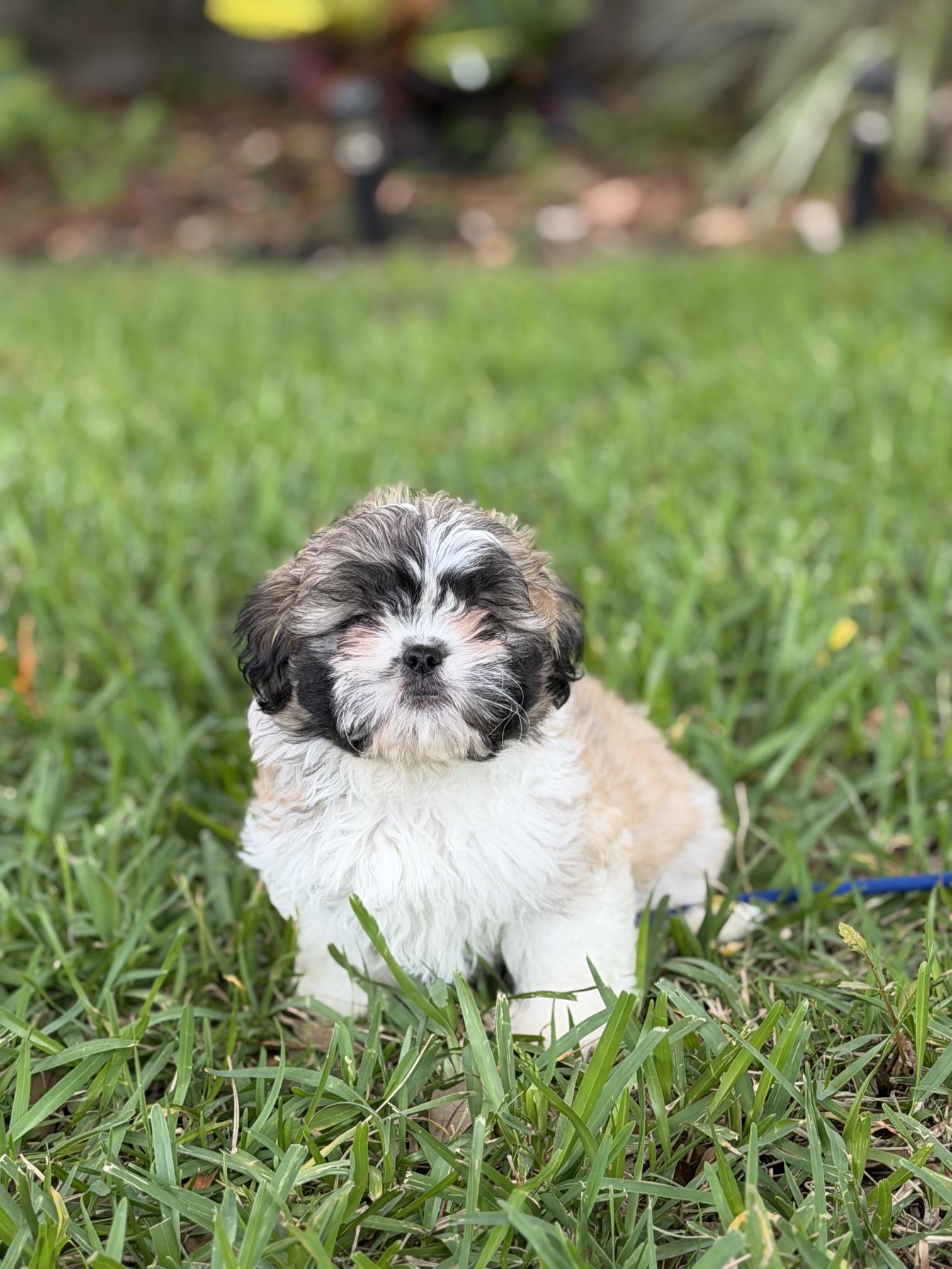 Arlo, an adoptable Shih Tzu in Orlando, FL image 1/6