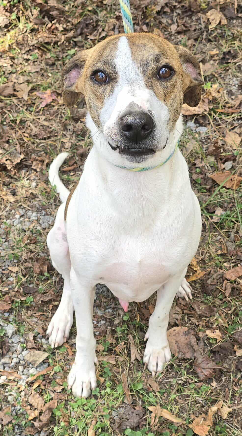 Jethro *foster needed*