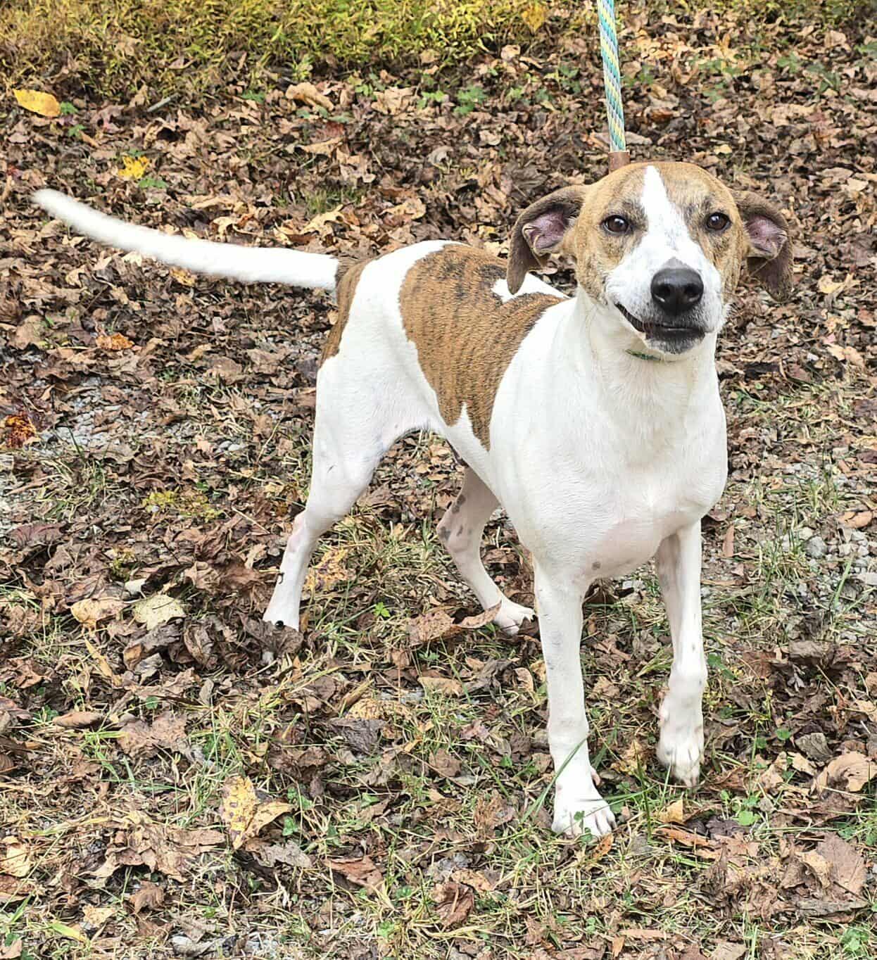 Jethro *foster needed*