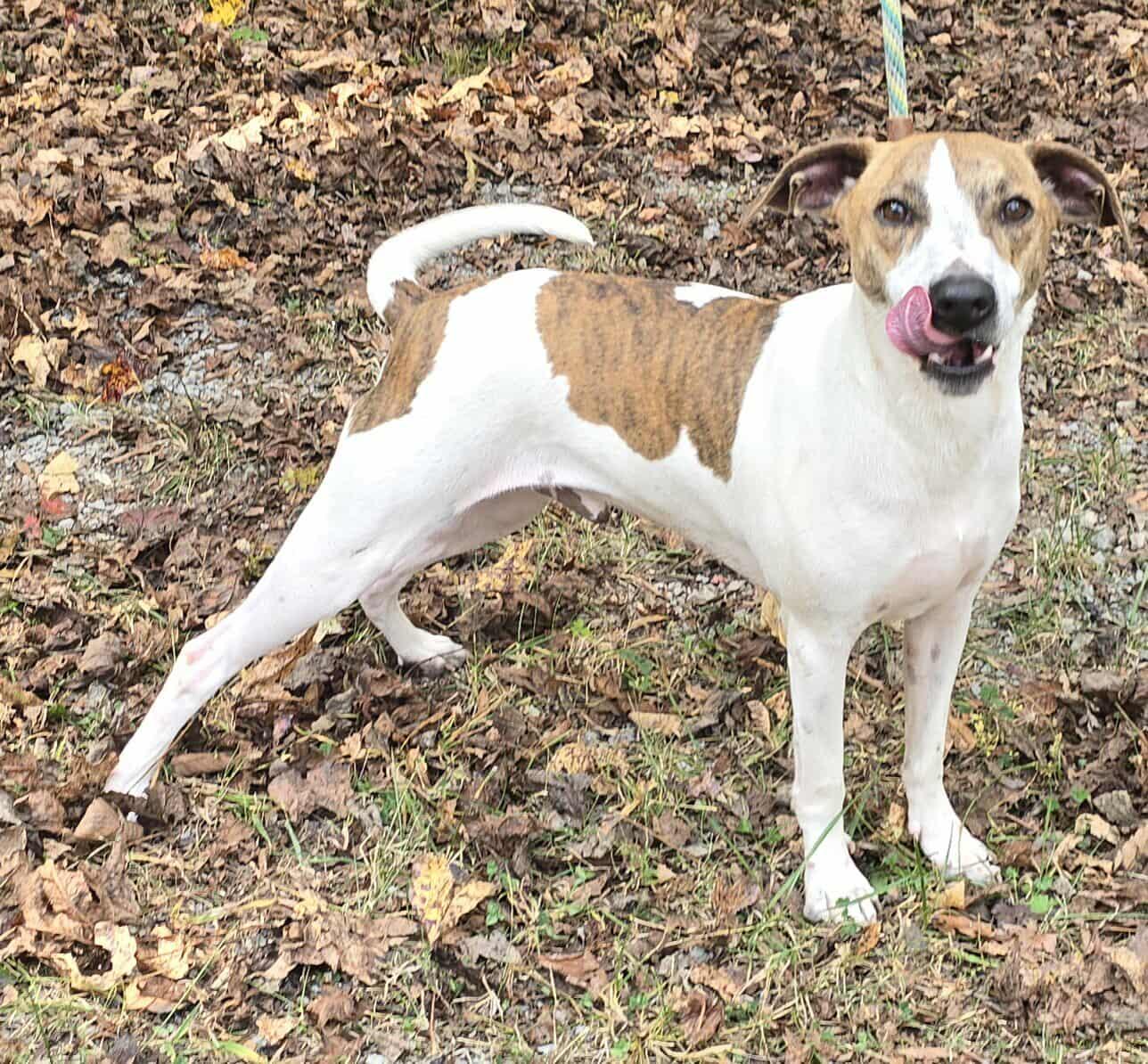 Jethro *foster needed*