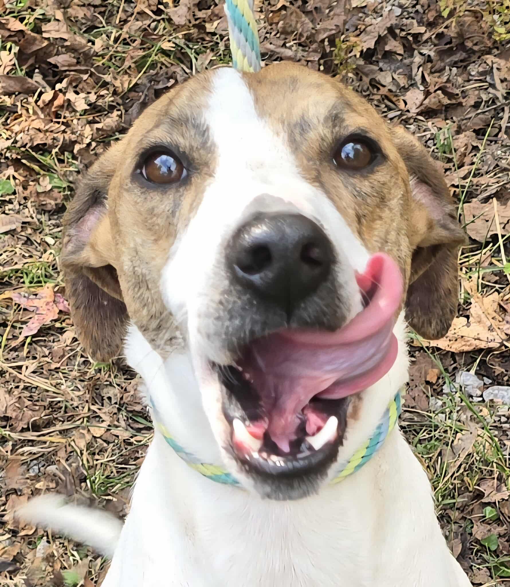 Jethro *foster needed*